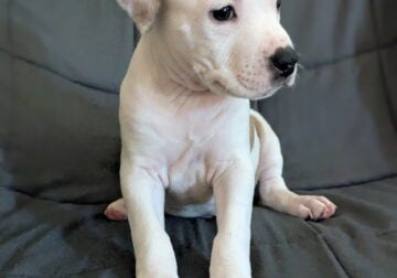 Pit Bull puppies! 4 boys, 3 girls