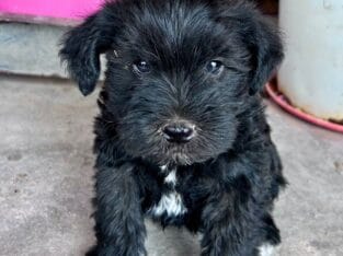 Mini Schnauzer Puppies