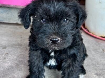 Mini Schnauzer Puppies