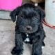 Mini Schnauzer Puppies