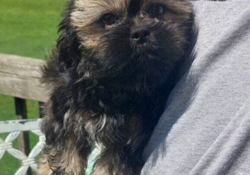 Shih tzu Pup