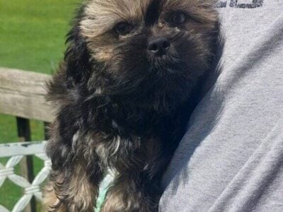 Shih tzu Pup