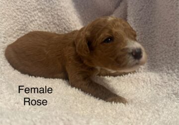Goldendoodles F1b