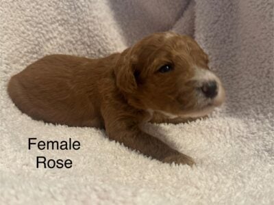 Goldendoodles F1b