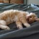 7 Week Old Male Longhair Kitten