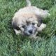 Shih Tzu Poodle Mix Male Puppy
