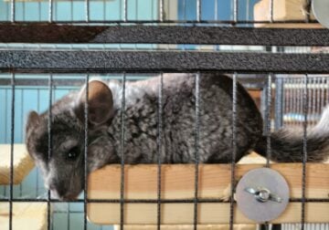 Baby male chinchilla