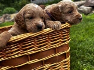 Adorable Mini Golden Doodle Puppies!