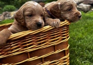 Adorable Mini Golden Doodle Puppies!