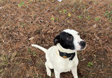 Dalmatian mix