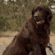 AKC Newfoundland’s Full Registration