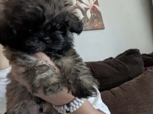 Shih Tzu