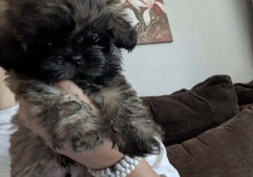 Shih Tzu