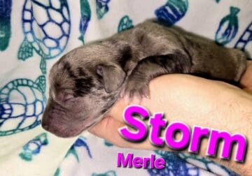 Italian Daniffs 50% Cane Corso 50% Great Dane