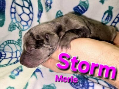 Italian Daniffs 50% Cane Corso 50% Great Dane