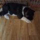 Akc Akita puppies