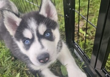 Siberian Husky 8 weeks old