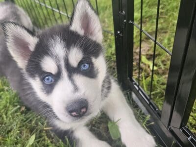 Siberian Husky 8 weeks old