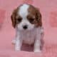 AKC CAVALIER PUPS