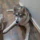 A boy husky for sale