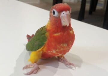 Red factor Conure