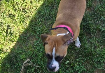 1 year old female boxer