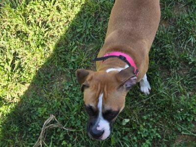 1 year old female boxer