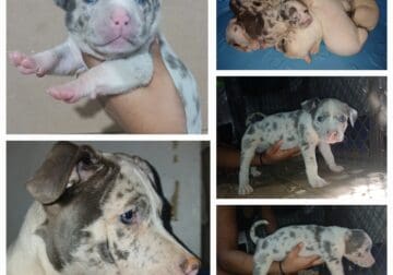 Merle