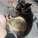 German shepherd puppies