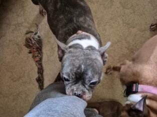 FREE BOSTON TERRIER TO GOOD HOME