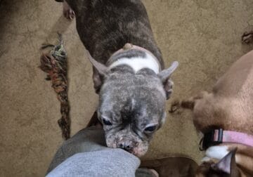 FREE BOSTON TERRIER TO GOOD HOME