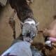 FREE BOSTON TERRIER TO GOOD HOME