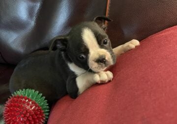 For Sale