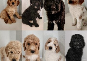 Golden doodles
