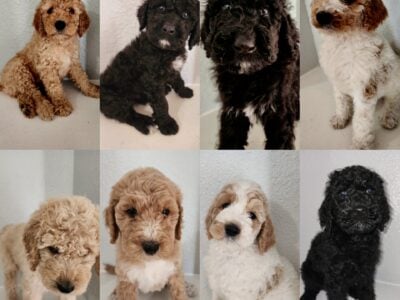 Golden doodles