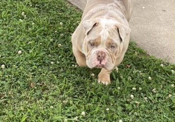 Rehoming English Bulldog
