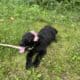 Doodle Puppy