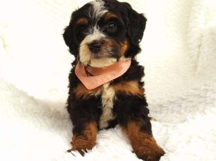 Mini bernedoodle puppy Annie