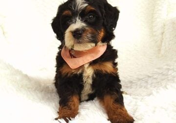 Mini bernedoodle puppy Annie