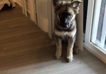 Gerberian Shepsky Puppy