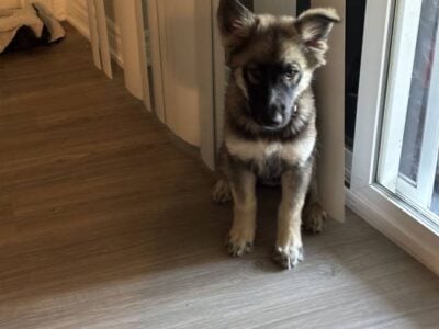 Gerberian Shepsky Puppy