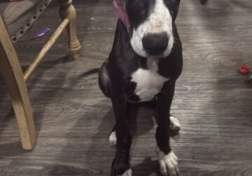5 month old Female American great dane