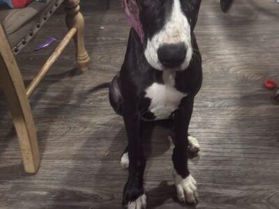 5 month old Female American great dane