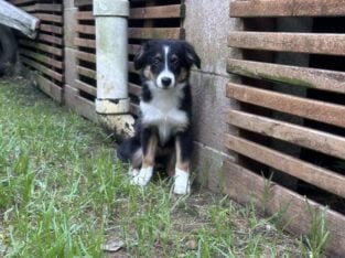 Tj Mini aussie pup