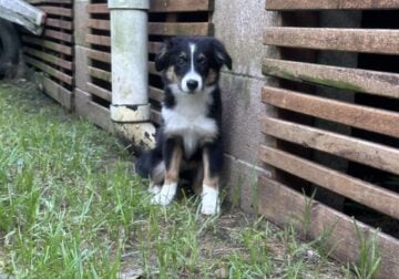 Tj Mini aussie pup