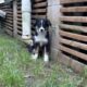 Tj Mini aussie pup