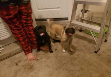 Pugs boy and girl for sale