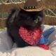 Akc Show Quality Boy Pomeranian