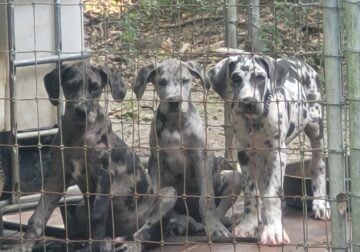AKC Great Danes
