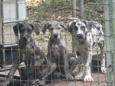 AKC Great Danes